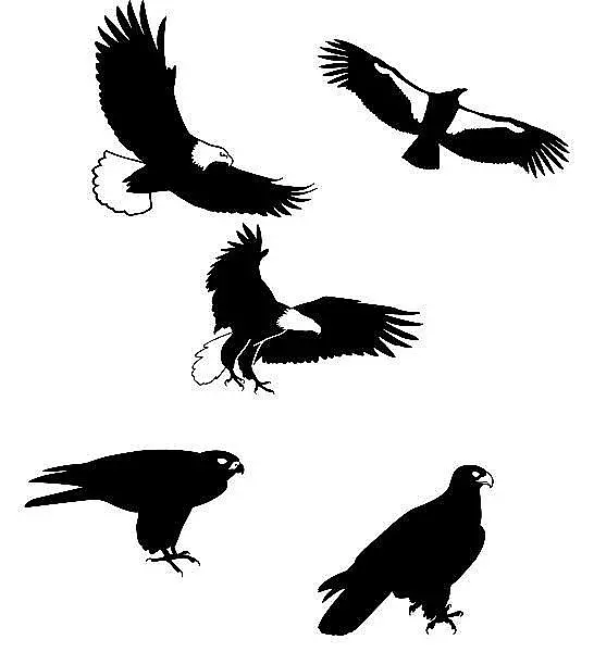 Vogel-Silhouetten im Set mit Motiv: Greifvögel große Größe