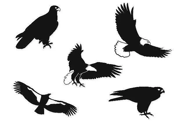 Vogel-Silhouetten im Set mit Motiv: Greifvögel kleine Größe