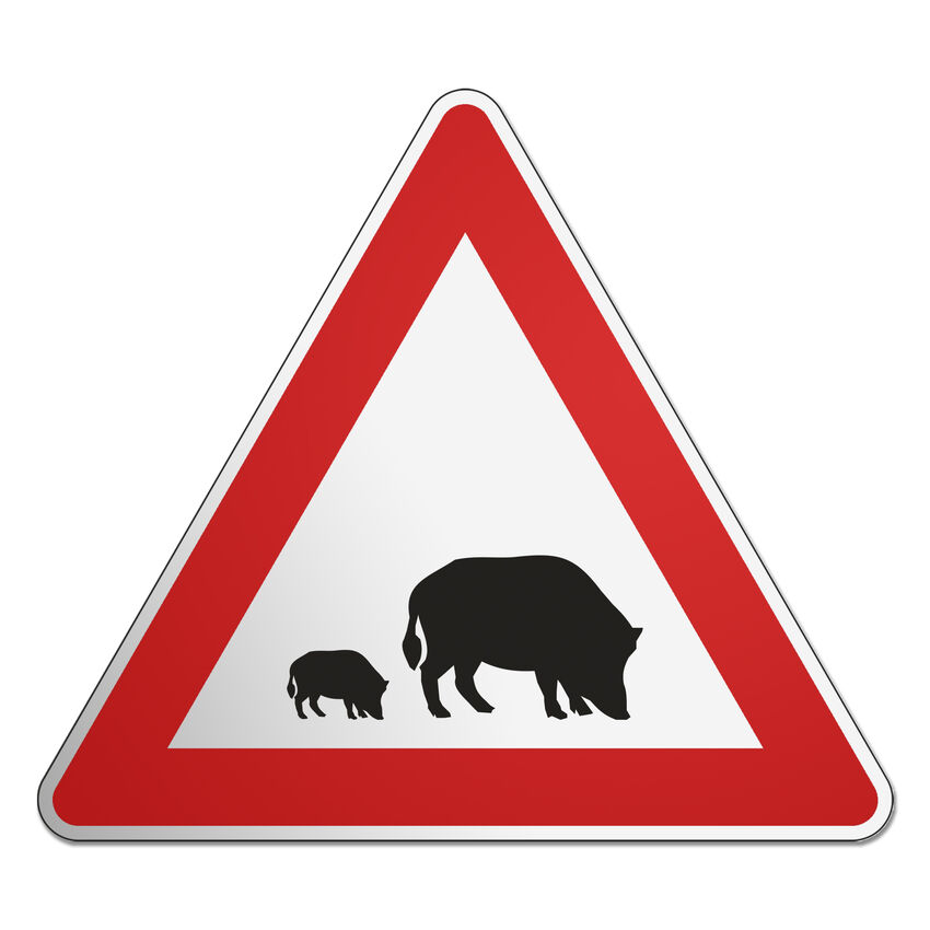 Dreieckiges Verkehrsschild mit Motiv - Wildschweine -