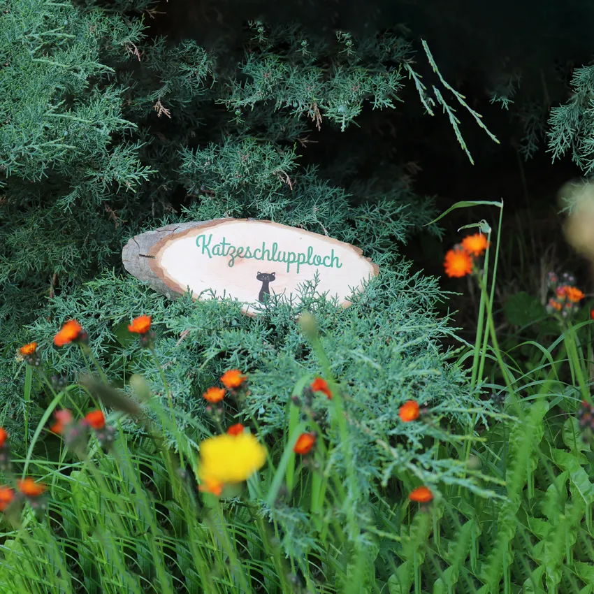 Baumscheibe mit Katze