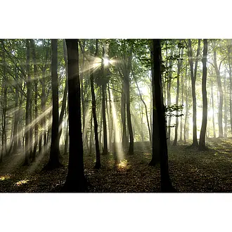 Schilder für die Waldbestattung