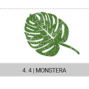 4-4-monstera_s